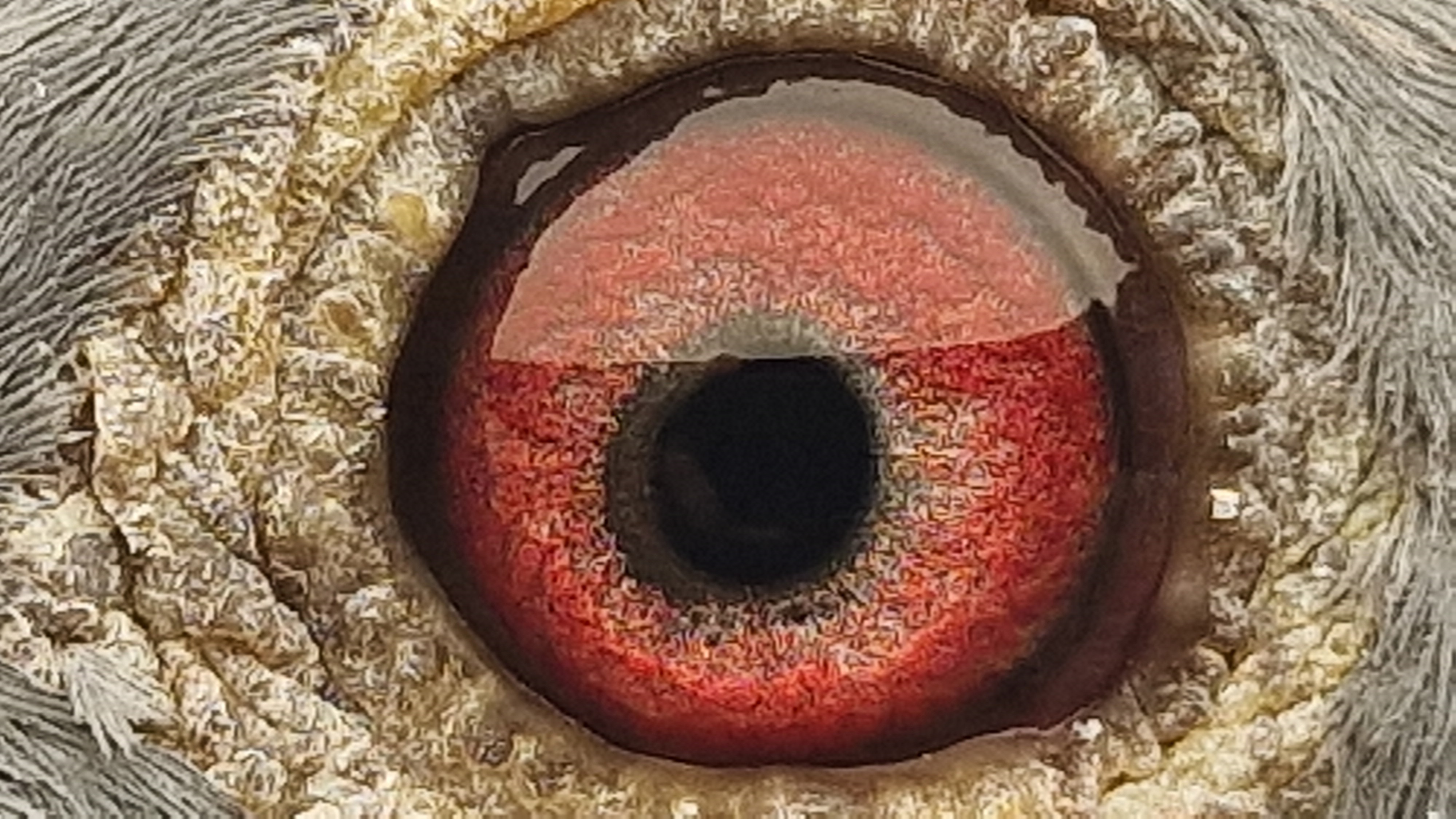 Pigeon eye